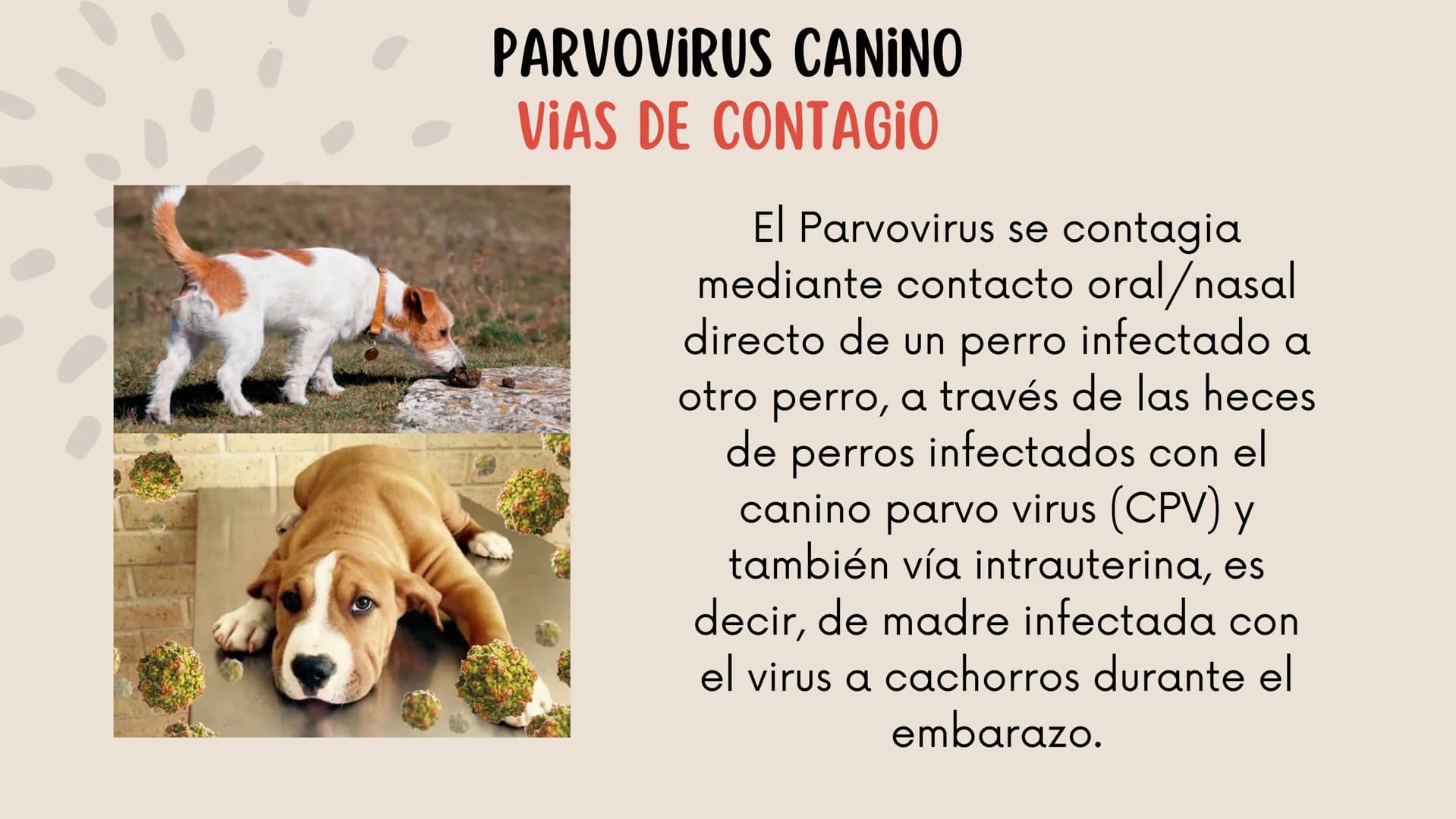 ENFERMEDADES VIRALES
1
PANLEUCOPENIA
FELINA
2
PARVOVIRUS
CANINO
3
RINOTRAQUITIS
PARAINFLUENZA
FELINA
CANINA INTRODUCCIÓN
Seis de cada diez h