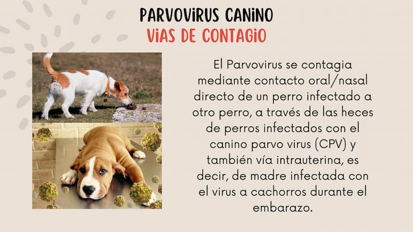 ENFERMEDADES VIRALES
1
PANLEUCOPENIA
FELINA
2
PARVOVIRUS
CANINO
3
RINOTRAQUITIS
PARAINFLUENZA
FELINA
CANINA INTRODUCCIÓN
Seis de cada diez h