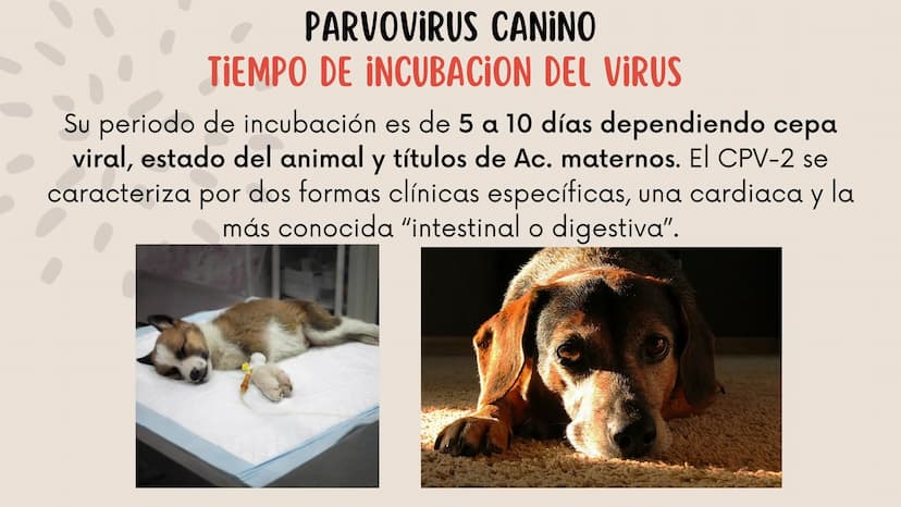 ENFERMEDADES VIRALES
1
PANLEUCOPENIA
FELINA
2
PARVOVIRUS
CANINO
3
RINOTRAQUITIS
PARAINFLUENZA
FELINA
CANINA INTRODUCCIÓN
Seis de cada diez h