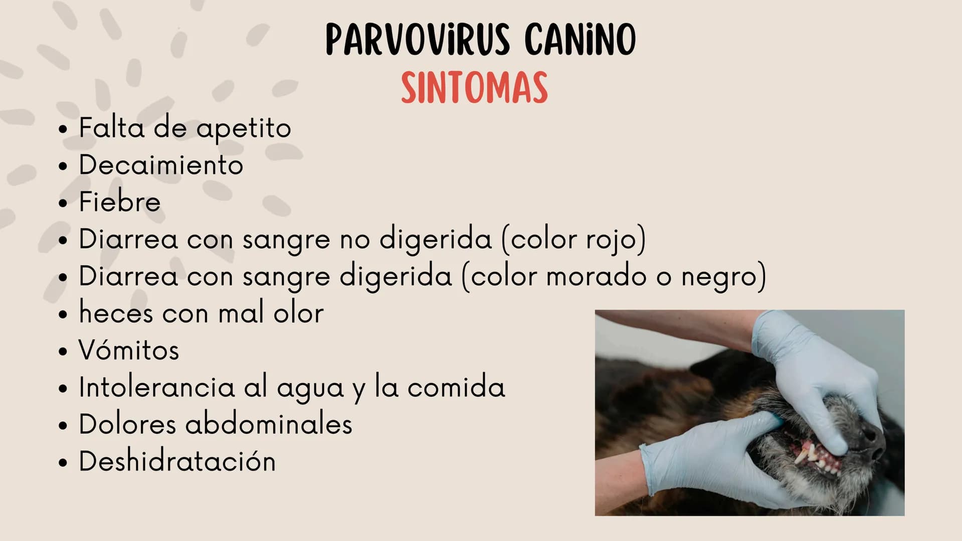 ENFERMEDADES VIRALES
1
PANLEUCOPENIA
FELINA
2
PARVOVIRUS
CANINO
3
RINOTRAQUITIS
PARAINFLUENZA
FELINA
CANINA INTRODUCCIÓN
Seis de cada diez h