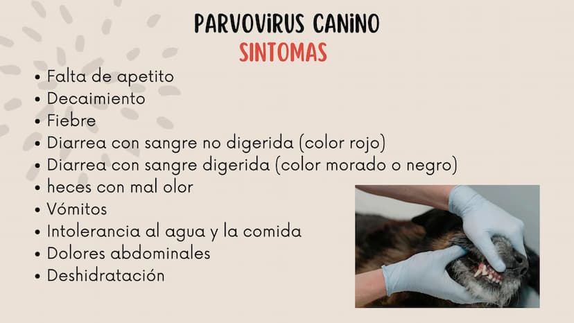 ENFERMEDADES VIRALES
1
PANLEUCOPENIA
FELINA
2
PARVOVIRUS
CANINO
3
RINOTRAQUITIS
PARAINFLUENZA
FELINA
CANINA INTRODUCCIÓN
Seis de cada diez h