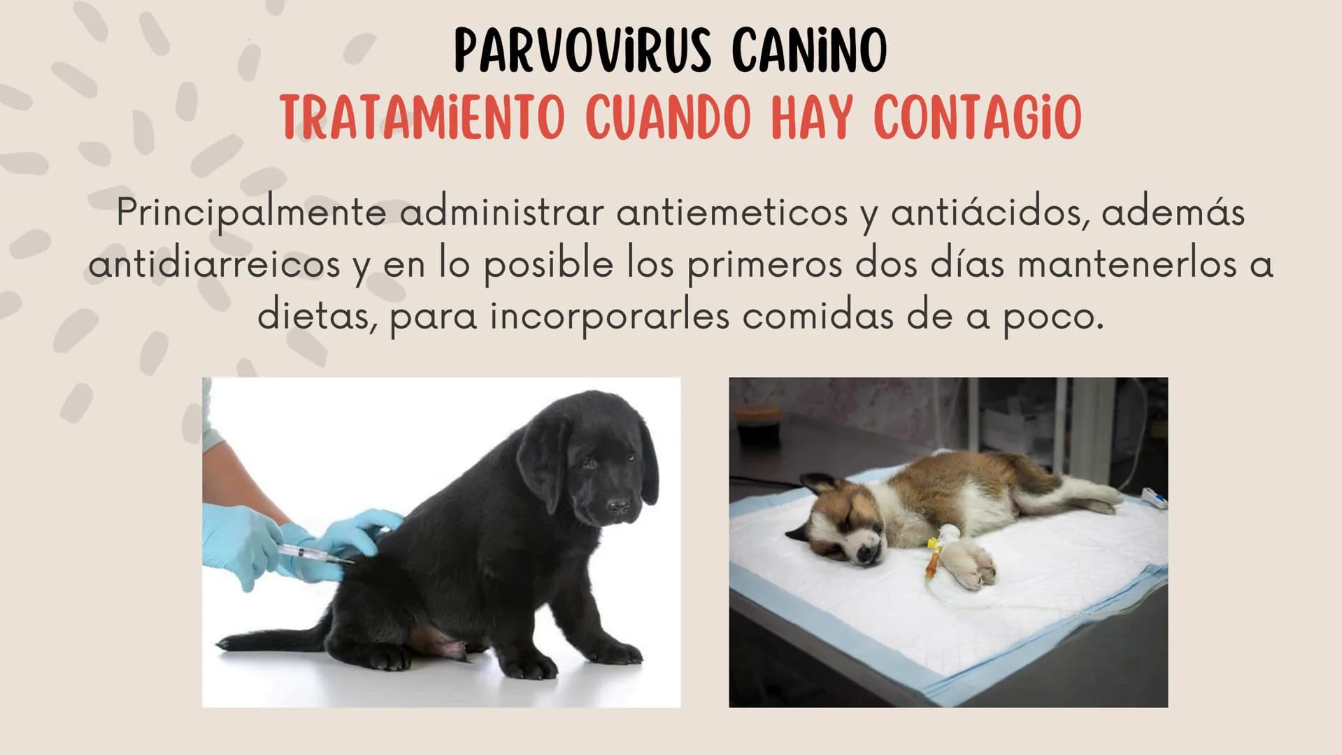 ENFERMEDADES VIRALES
1
PANLEUCOPENIA
FELINA
2
PARVOVIRUS
CANINO
3
RINOTRAQUITIS
PARAINFLUENZA
FELINA
CANINA INTRODUCCIÓN
Seis de cada diez h
