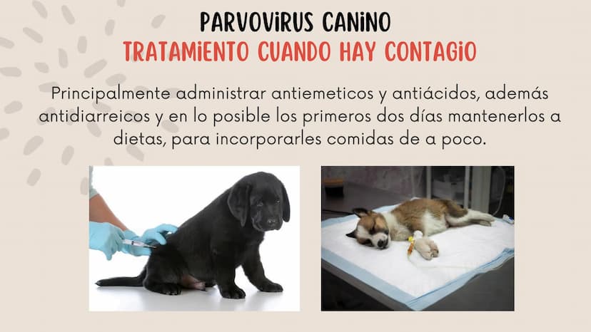 ENFERMEDADES VIRALES
1
PANLEUCOPENIA
FELINA
2
PARVOVIRUS
CANINO
3
RINOTRAQUITIS
PARAINFLUENZA
FELINA
CANINA INTRODUCCIÓN
Seis de cada diez h