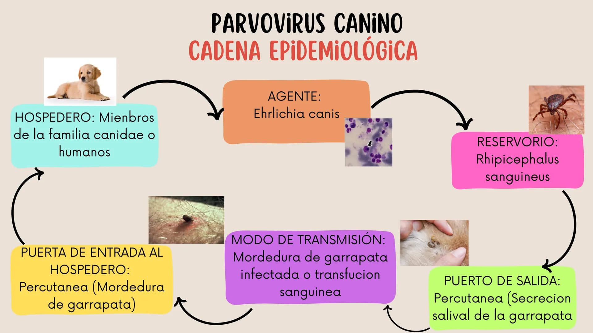 ENFERMEDADES VIRALES
1
PANLEUCOPENIA
FELINA
2
PARVOVIRUS
CANINO
3
RINOTRAQUITIS
PARAINFLUENZA
FELINA
CANINA INTRODUCCIÓN
Seis de cada diez h
