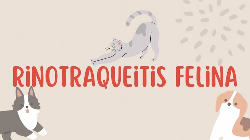 ENFERMEDADES VIRALES
1
PANLEUCOPENIA
FELINA
2
PARVOVIRUS
CANINO
3
RINOTRAQUITIS
PARAINFLUENZA
FELINA
CANINA INTRODUCCIÓN
Seis de cada diez h