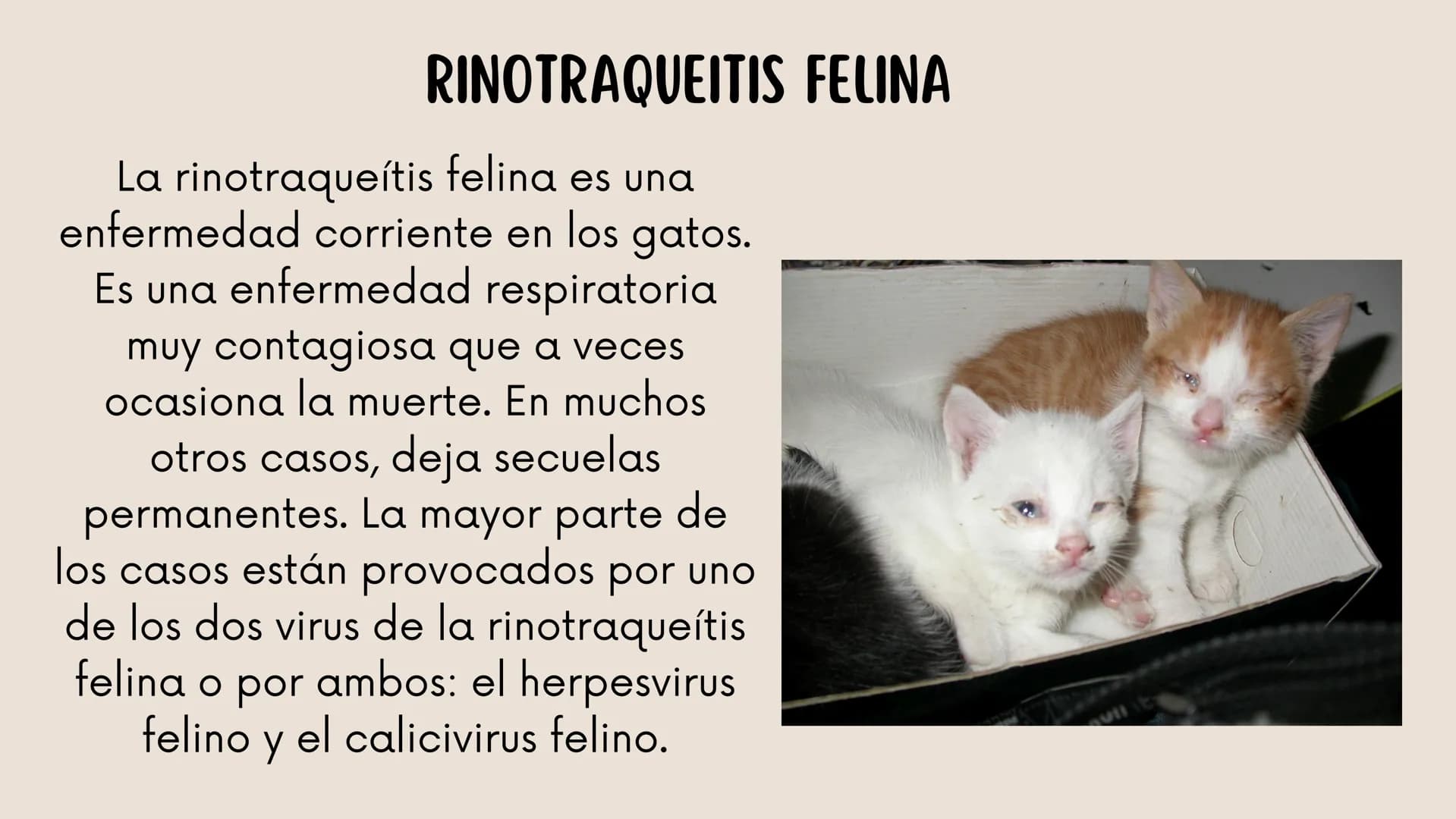 ENFERMEDADES VIRALES
1
PANLEUCOPENIA
FELINA
2
PARVOVIRUS
CANINO
3
RINOTRAQUITIS
PARAINFLUENZA
FELINA
CANINA INTRODUCCIÓN
Seis de cada diez h