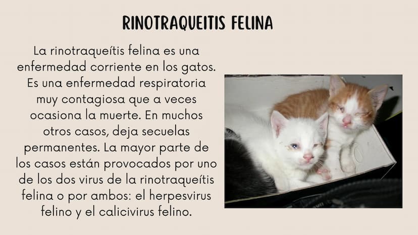 ENFERMEDADES VIRALES
1
PANLEUCOPENIA
FELINA
2
PARVOVIRUS
CANINO
3
RINOTRAQUITIS
PARAINFLUENZA
FELINA
CANINA INTRODUCCIÓN
Seis de cada diez h