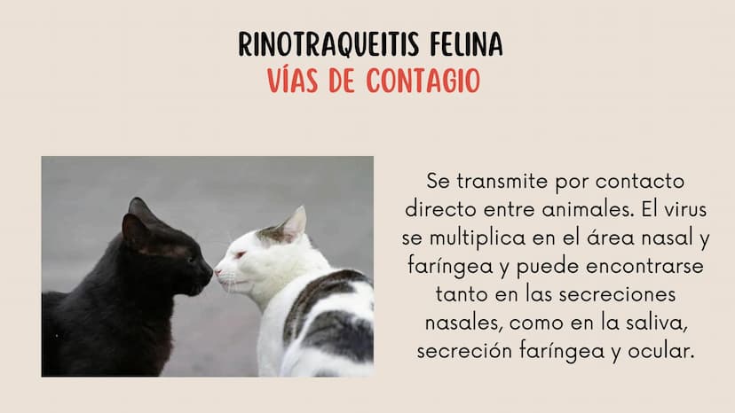 ENFERMEDADES VIRALES
1
PANLEUCOPENIA
FELINA
2
PARVOVIRUS
CANINO
3
RINOTRAQUITIS
PARAINFLUENZA
FELINA
CANINA INTRODUCCIÓN
Seis de cada diez h