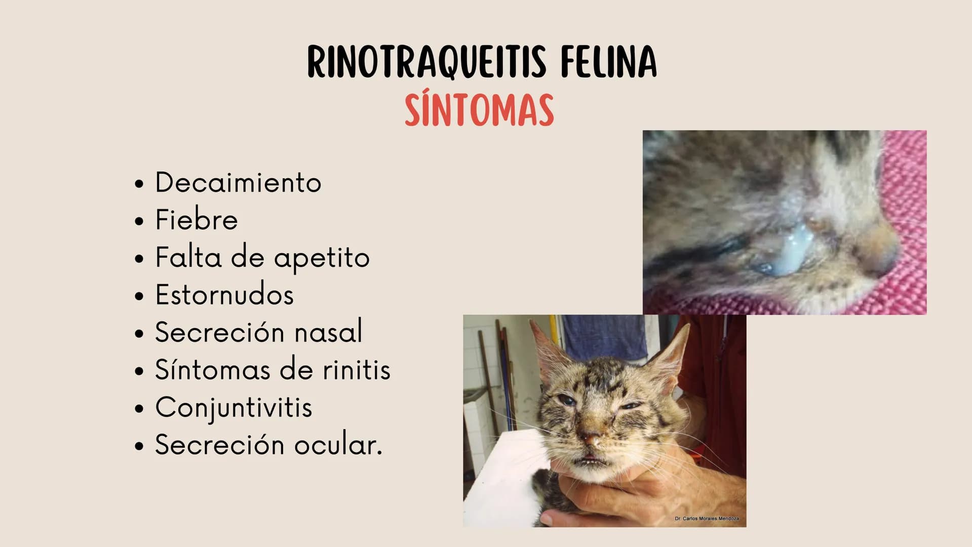 ENFERMEDADES VIRALES
1
PANLEUCOPENIA
FELINA
2
PARVOVIRUS
CANINO
3
RINOTRAQUITIS
PARAINFLUENZA
FELINA
CANINA INTRODUCCIÓN
Seis de cada diez h