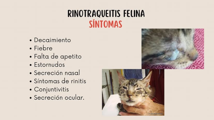 ENFERMEDADES VIRALES
1
PANLEUCOPENIA
FELINA
2
PARVOVIRUS
CANINO
3
RINOTRAQUITIS
PARAINFLUENZA
FELINA
CANINA INTRODUCCIÓN
Seis de cada diez h