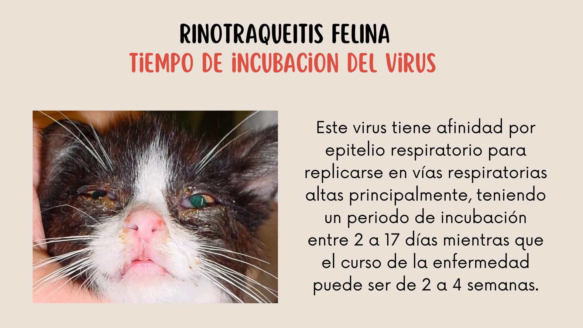 ENFERMEDADES VIRALES
1
PANLEUCOPENIA
FELINA
2
PARVOVIRUS
CANINO
3
RINOTRAQUITIS
PARAINFLUENZA
FELINA
CANINA INTRODUCCIÓN
Seis de cada diez h