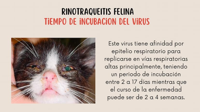 ENFERMEDADES VIRALES
1
PANLEUCOPENIA
FELINA
2
PARVOVIRUS
CANINO
3
RINOTRAQUITIS
PARAINFLUENZA
FELINA
CANINA INTRODUCCIÓN
Seis de cada diez h