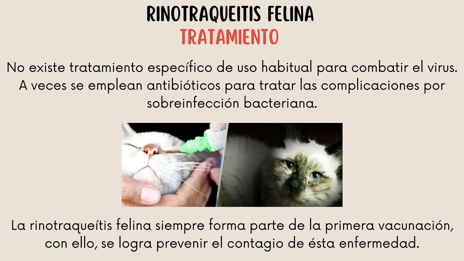 ENFERMEDADES VIRALES
1
PANLEUCOPENIA
FELINA
2
PARVOVIRUS
CANINO
3
RINOTRAQUITIS
PARAINFLUENZA
FELINA
CANINA INTRODUCCIÓN
Seis de cada diez h