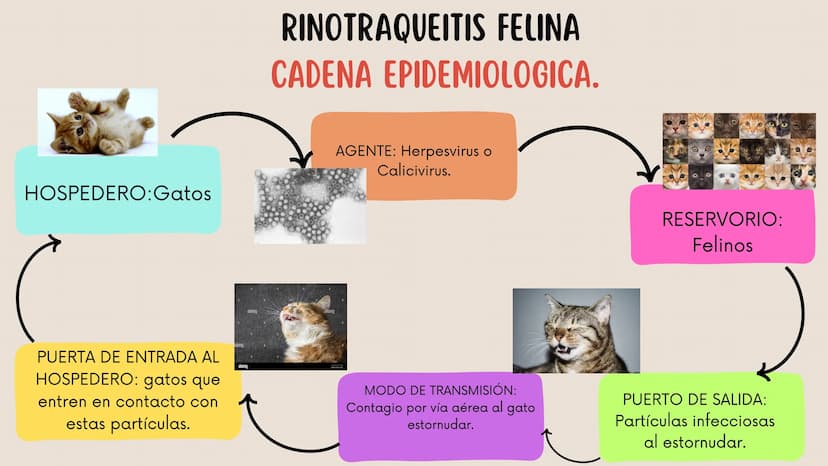 ENFERMEDADES VIRALES
1
PANLEUCOPENIA
FELINA
2
PARVOVIRUS
CANINO
3
RINOTRAQUITIS
PARAINFLUENZA
FELINA
CANINA INTRODUCCIÓN
Seis de cada diez h