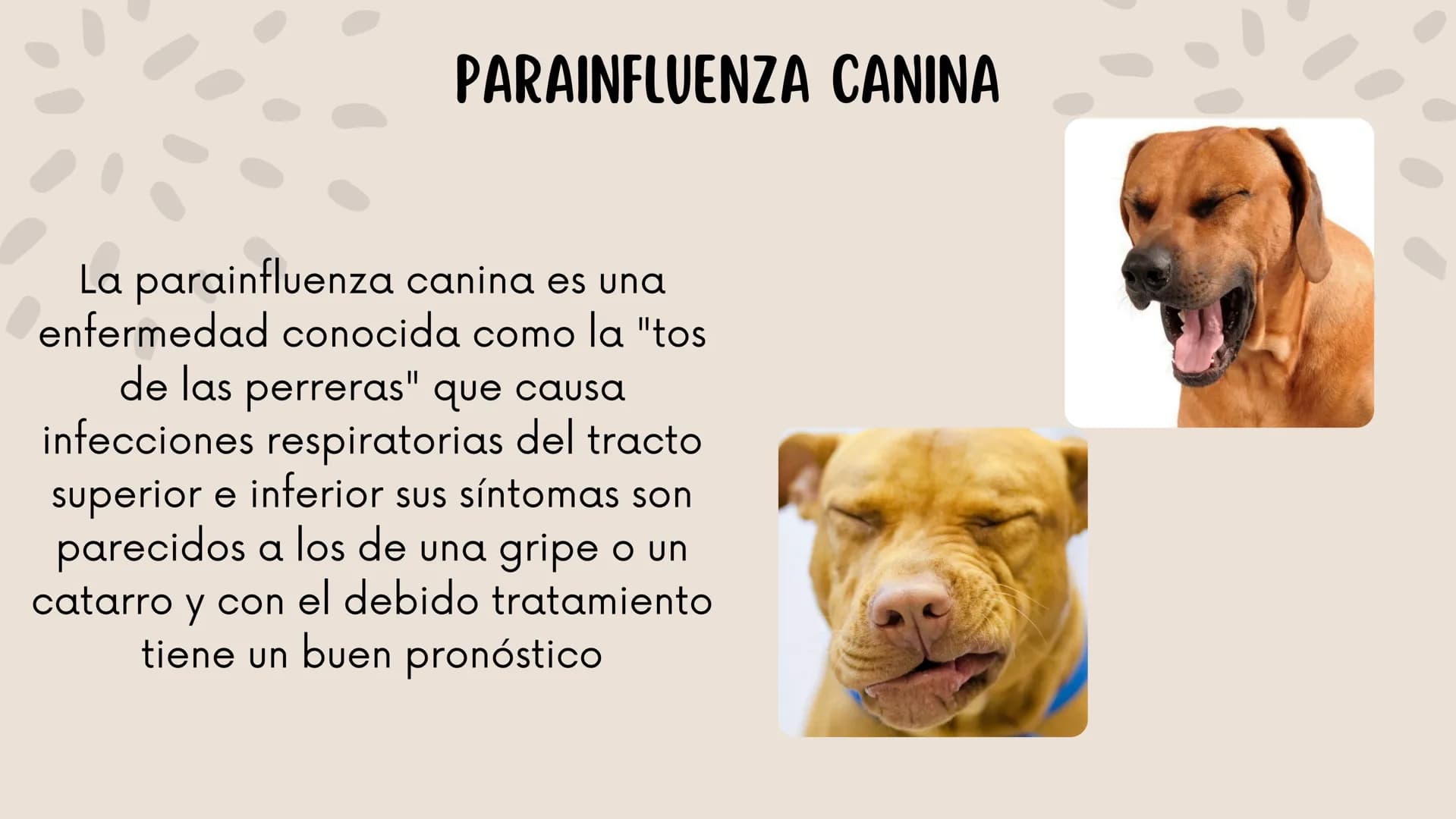 ENFERMEDADES VIRALES
1
PANLEUCOPENIA
FELINA
2
PARVOVIRUS
CANINO
3
RINOTRAQUITIS
PARAINFLUENZA
FELINA
CANINA INTRODUCCIÓN
Seis de cada diez h