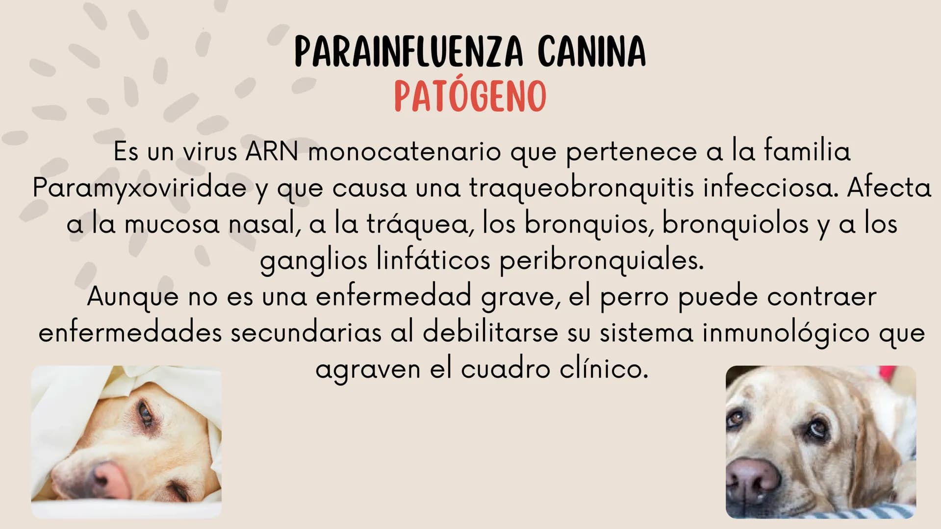 ENFERMEDADES VIRALES
1
PANLEUCOPENIA
FELINA
2
PARVOVIRUS
CANINO
3
RINOTRAQUITIS
PARAINFLUENZA
FELINA
CANINA INTRODUCCIÓN
Seis de cada diez h