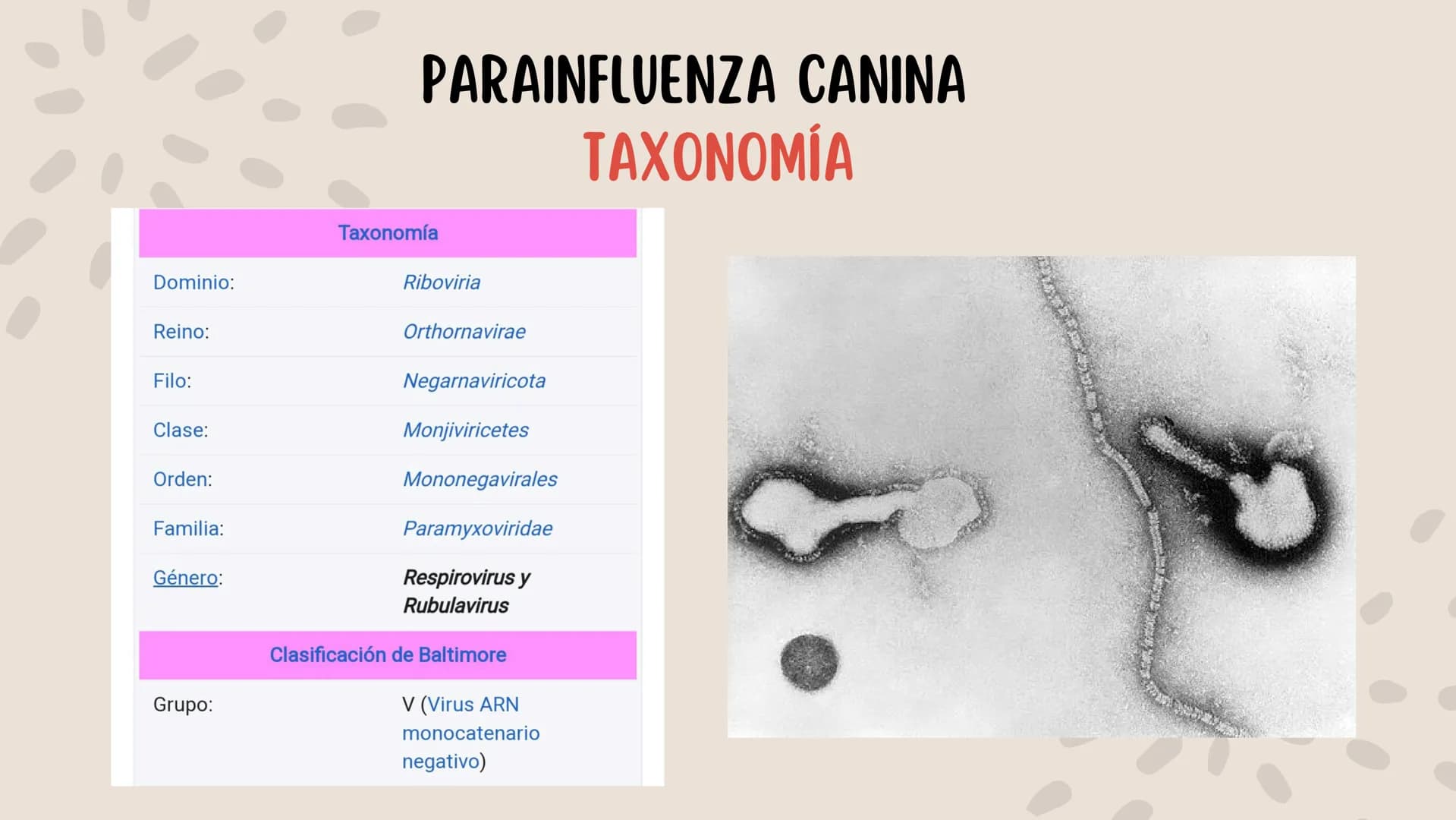 ENFERMEDADES VIRALES
1
PANLEUCOPENIA
FELINA
2
PARVOVIRUS
CANINO
3
RINOTRAQUITIS
PARAINFLUENZA
FELINA
CANINA INTRODUCCIÓN
Seis de cada diez h