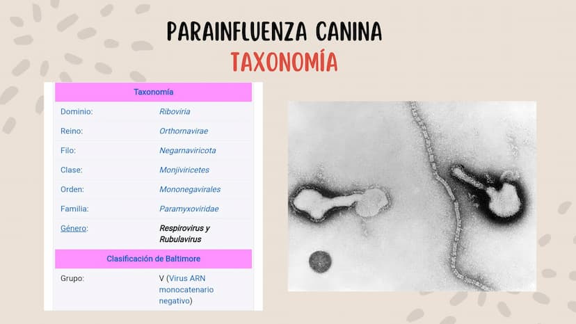 ENFERMEDADES VIRALES
1
PANLEUCOPENIA
FELINA
2
PARVOVIRUS
CANINO
3
RINOTRAQUITIS
PARAINFLUENZA
FELINA
CANINA INTRODUCCIÓN
Seis de cada diez h
