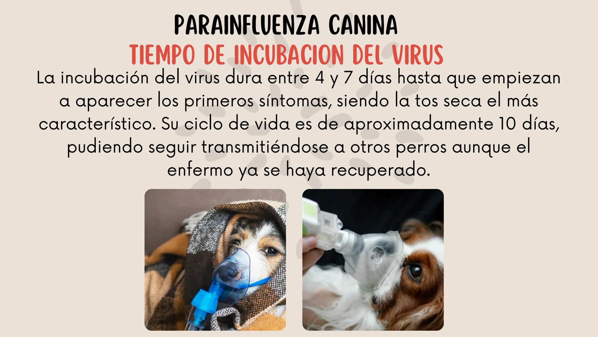 ENFERMEDADES VIRALES
1
PANLEUCOPENIA
FELINA
2
PARVOVIRUS
CANINO
3
RINOTRAQUITIS
PARAINFLUENZA
FELINA
CANINA INTRODUCCIÓN
Seis de cada diez h