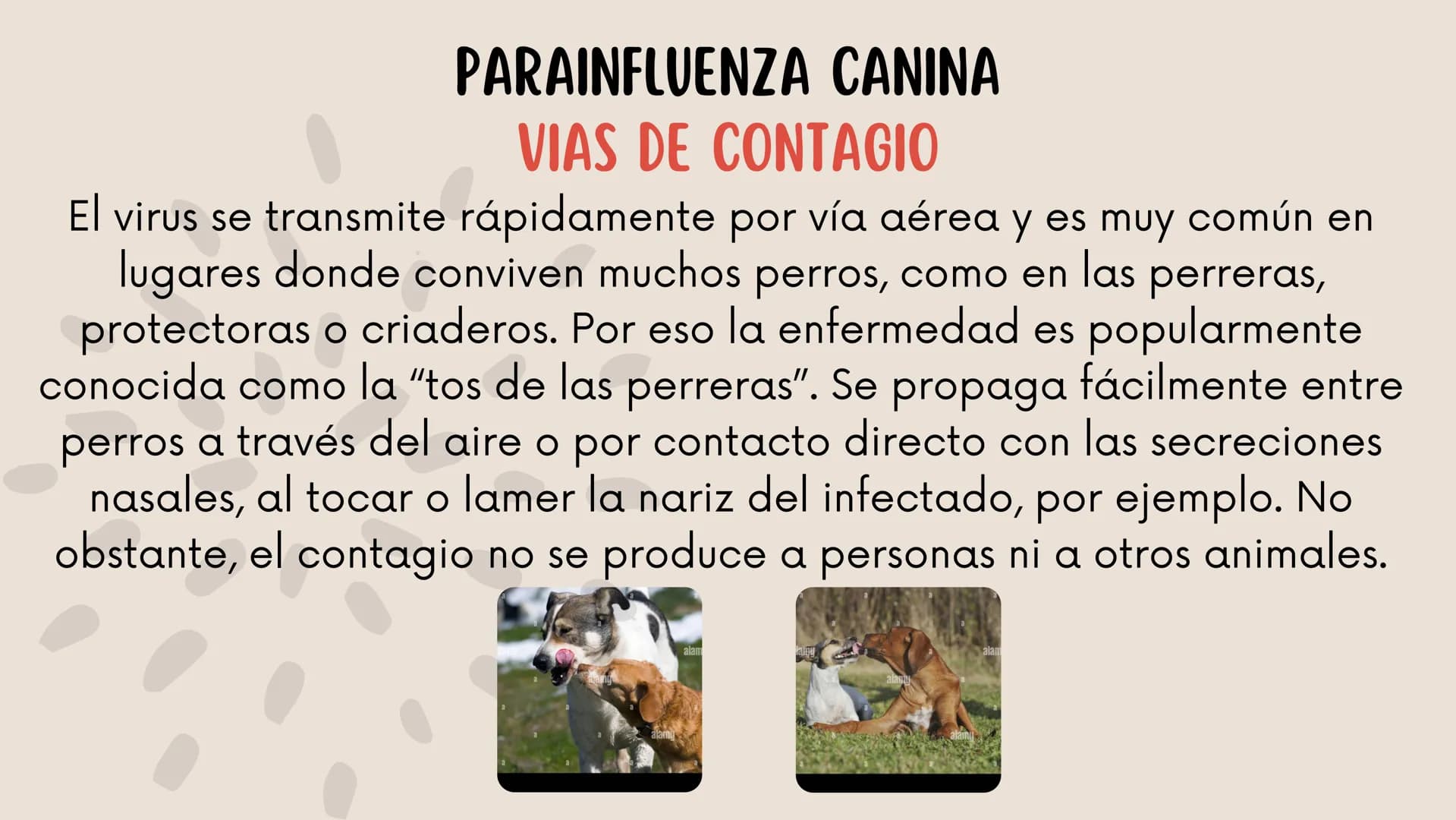 ENFERMEDADES VIRALES
1
PANLEUCOPENIA
FELINA
2
PARVOVIRUS
CANINO
3
RINOTRAQUITIS
PARAINFLUENZA
FELINA
CANINA INTRODUCCIÓN
Seis de cada diez h