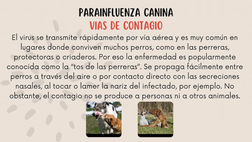 ENFERMEDADES VIRALES
1
PANLEUCOPENIA
FELINA
2
PARVOVIRUS
CANINO
3
RINOTRAQUITIS
PARAINFLUENZA
FELINA
CANINA INTRODUCCIÓN
Seis de cada diez h