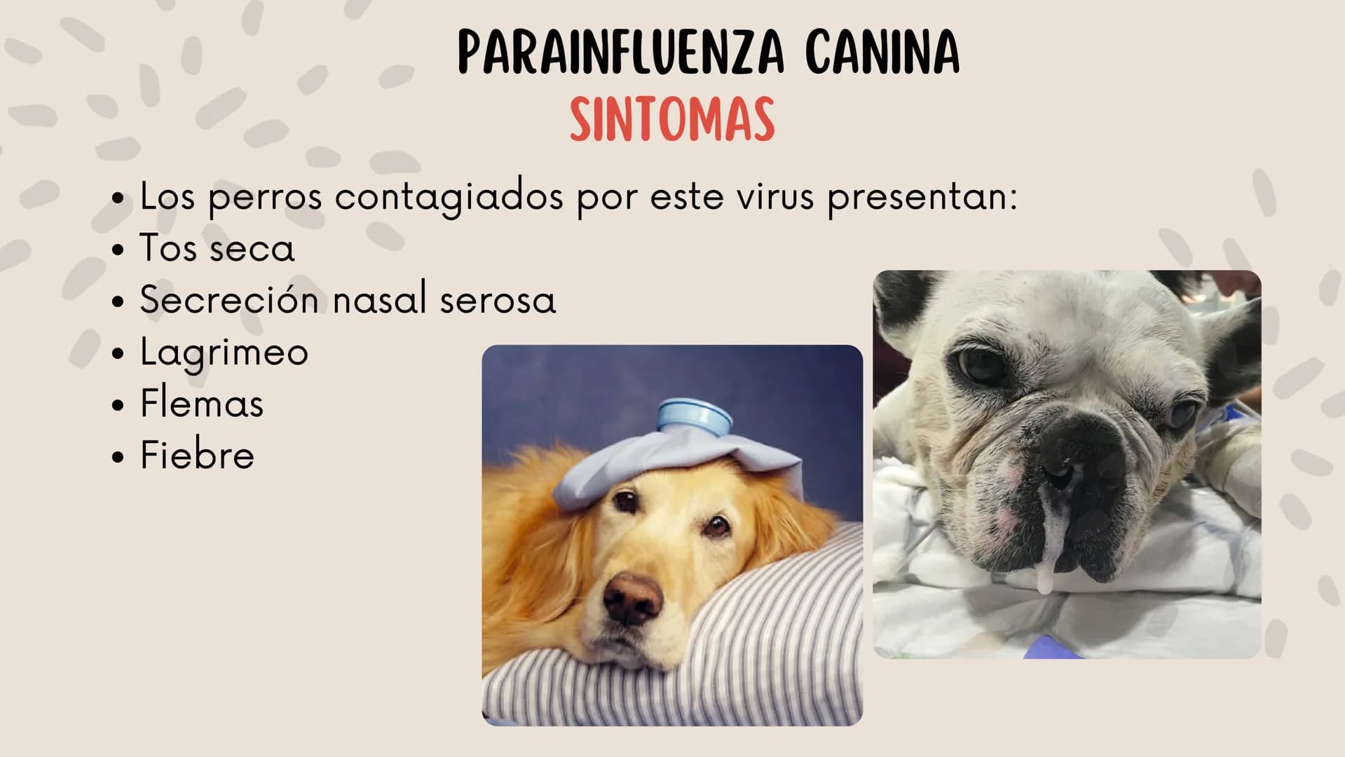 ENFERMEDADES VIRALES
1
PANLEUCOPENIA
FELINA
2
PARVOVIRUS
CANINO
3
RINOTRAQUITIS
PARAINFLUENZA
FELINA
CANINA INTRODUCCIÓN
Seis de cada diez h
