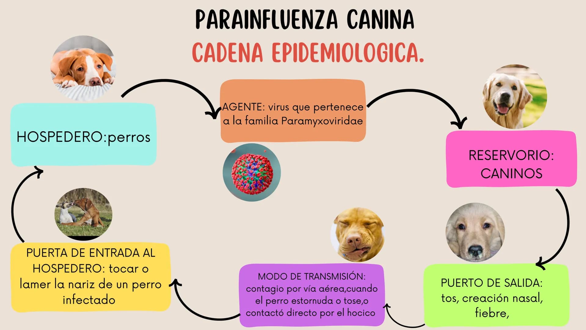 ENFERMEDADES VIRALES
1
PANLEUCOPENIA
FELINA
2
PARVOVIRUS
CANINO
3
RINOTRAQUITIS
PARAINFLUENZA
FELINA
CANINA INTRODUCCIÓN
Seis de cada diez h