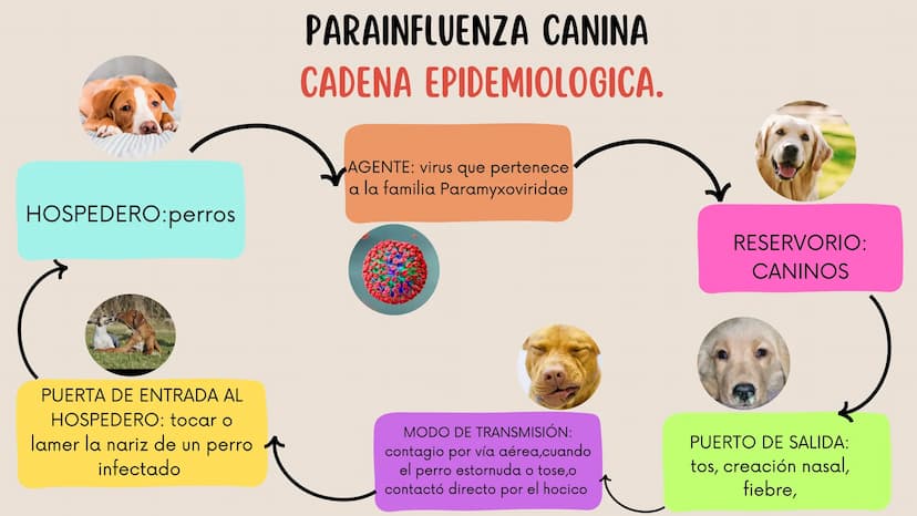 ENFERMEDADES VIRALES
1
PANLEUCOPENIA
FELINA
2
PARVOVIRUS
CANINO
3
RINOTRAQUITIS
PARAINFLUENZA
FELINA
CANINA INTRODUCCIÓN
Seis de cada diez h
