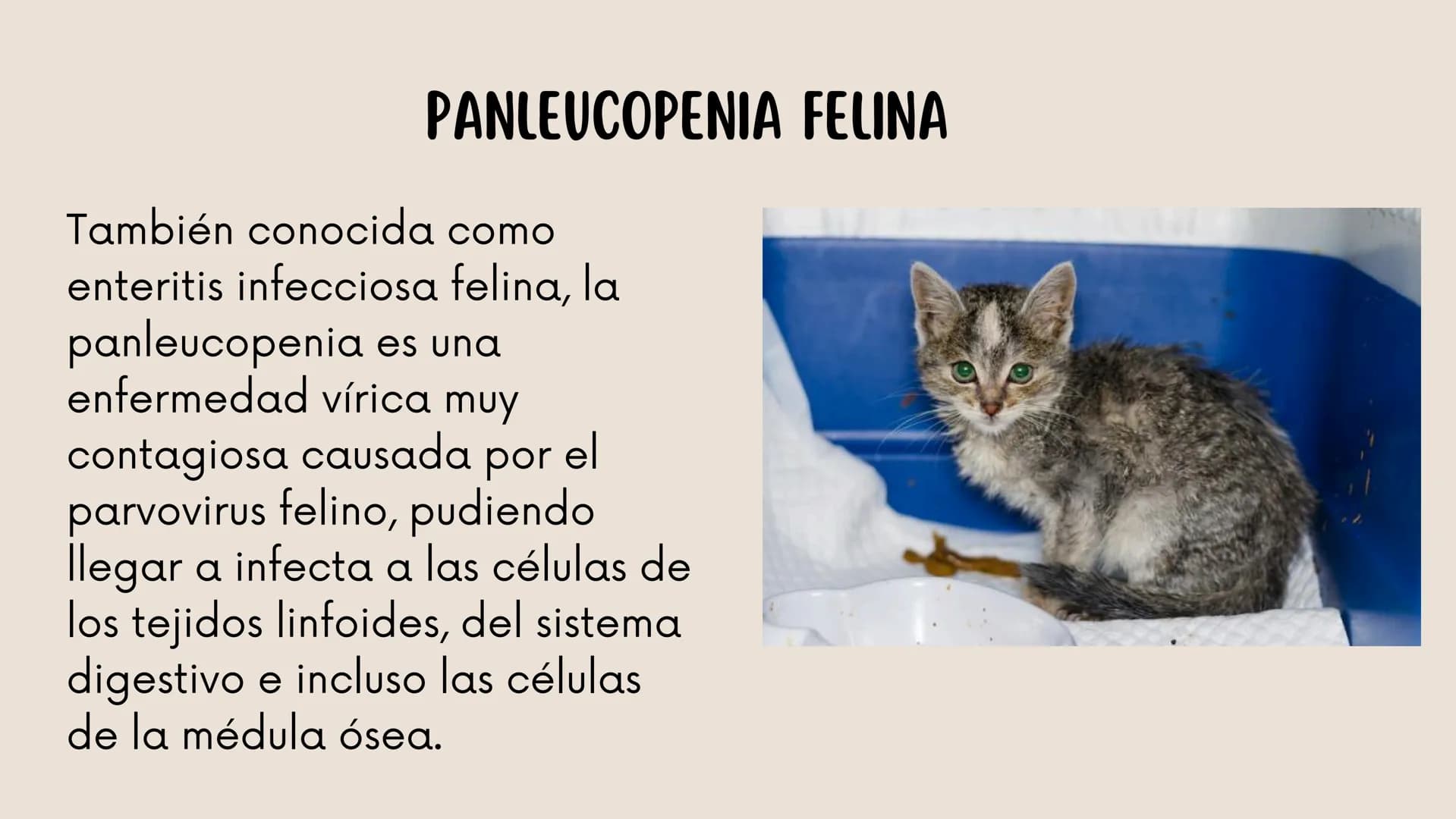ENFERMEDADES VIRALES
1
PANLEUCOPENIA
FELINA
2
PARVOVIRUS
CANINO
3
RINOTRAQUITIS
PARAINFLUENZA
FELINA
CANINA INTRODUCCIÓN
Seis de cada diez h