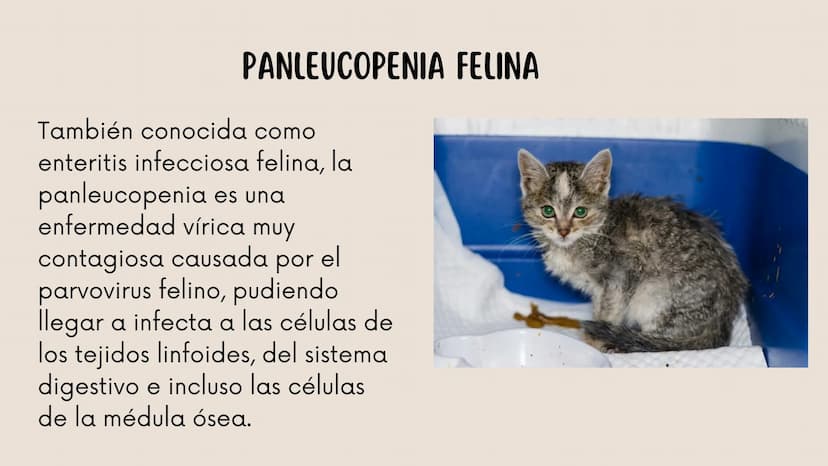 ENFERMEDADES VIRALES
1
PANLEUCOPENIA
FELINA
2
PARVOVIRUS
CANINO
3
RINOTRAQUITIS
PARAINFLUENZA
FELINA
CANINA INTRODUCCIÓN
Seis de cada diez h