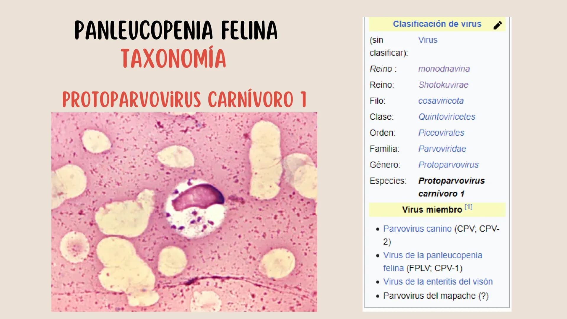 ENFERMEDADES VIRALES
1
PANLEUCOPENIA
FELINA
2
PARVOVIRUS
CANINO
3
RINOTRAQUITIS
PARAINFLUENZA
FELINA
CANINA INTRODUCCIÓN
Seis de cada diez h