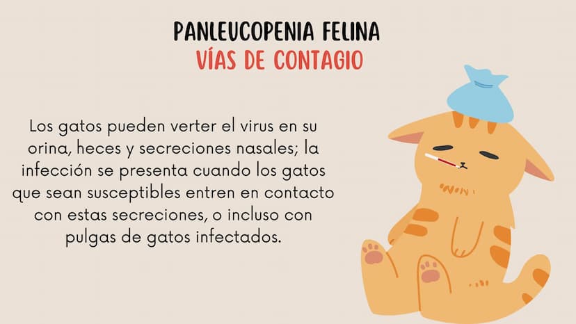 ENFERMEDADES VIRALES
1
PANLEUCOPENIA
FELINA
2
PARVOVIRUS
CANINO
3
RINOTRAQUITIS
PARAINFLUENZA
FELINA
CANINA INTRODUCCIÓN
Seis de cada diez h