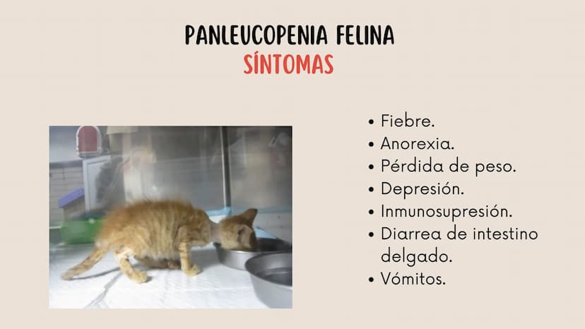ENFERMEDADES VIRALES
1
PANLEUCOPENIA
FELINA
2
PARVOVIRUS
CANINO
3
RINOTRAQUITIS
PARAINFLUENZA
FELINA
CANINA INTRODUCCIÓN
Seis de cada diez h
