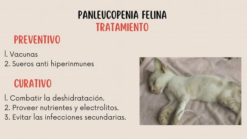 ENFERMEDADES VIRALES
1
PANLEUCOPENIA
FELINA
2
PARVOVIRUS
CANINO
3
RINOTRAQUITIS
PARAINFLUENZA
FELINA
CANINA INTRODUCCIÓN
Seis de cada diez h