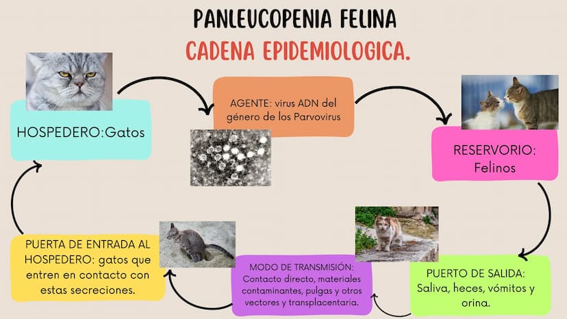 ENFERMEDADES VIRALES
1
PANLEUCOPENIA
FELINA
2
PARVOVIRUS
CANINO
3
RINOTRAQUITIS
PARAINFLUENZA
FELINA
CANINA INTRODUCCIÓN
Seis de cada diez h