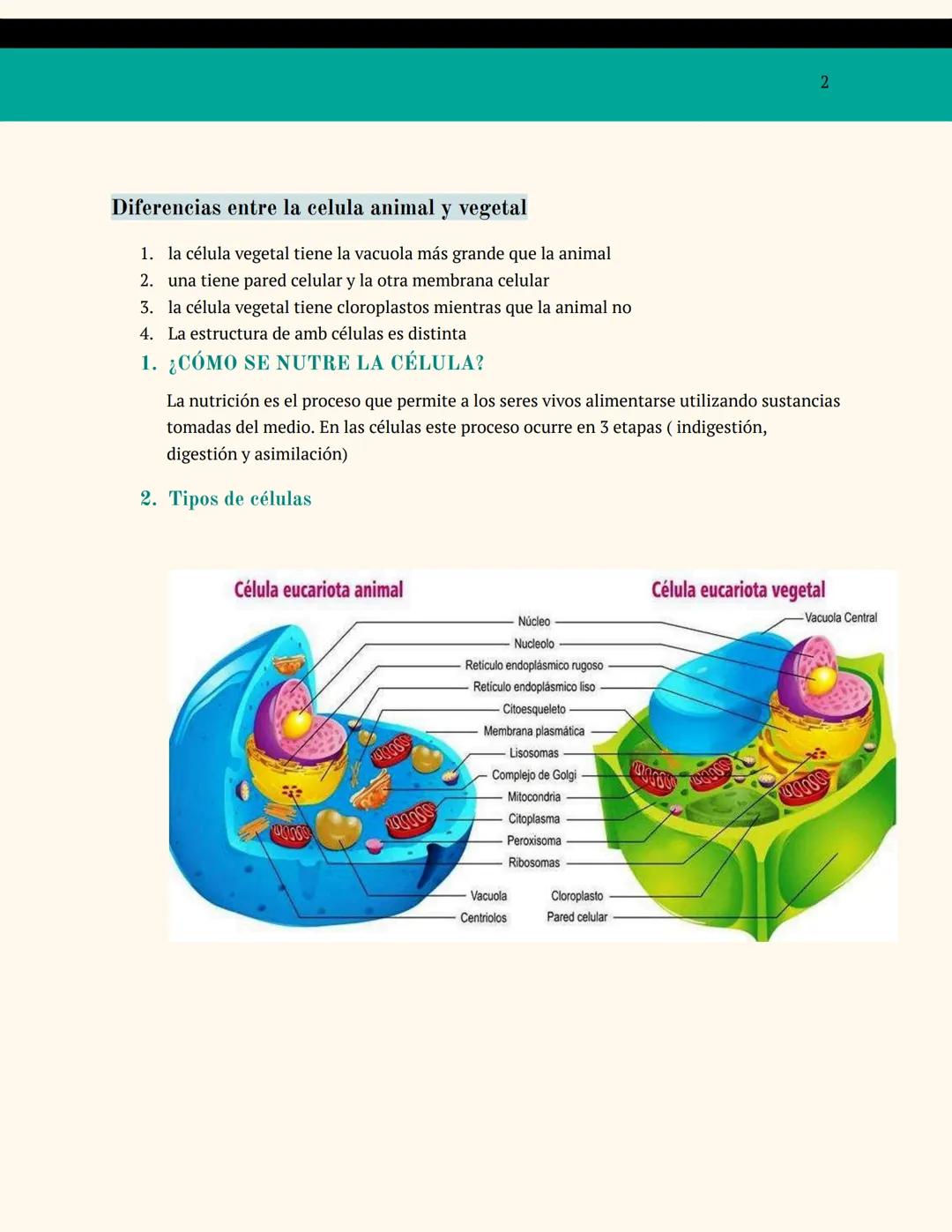 BIOLOGÍA
LAS CÉLULAS:
UNIDADES BÁSICAS
DE LA VIDA
¿Qué es?
Es l unidad funcional y estructural de todos los seres vivos, se cataloga funcion