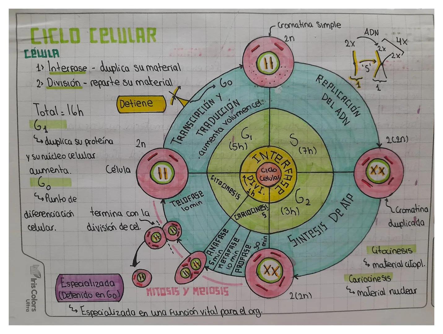 CICLO CELULAR
CÉLULA
1 Interfase duplica su material
2 División- reparte su material
Detiene
ADN
4x
2X
2x
TRANSCIPCIÓN Y Go
volumen cel
TRAD