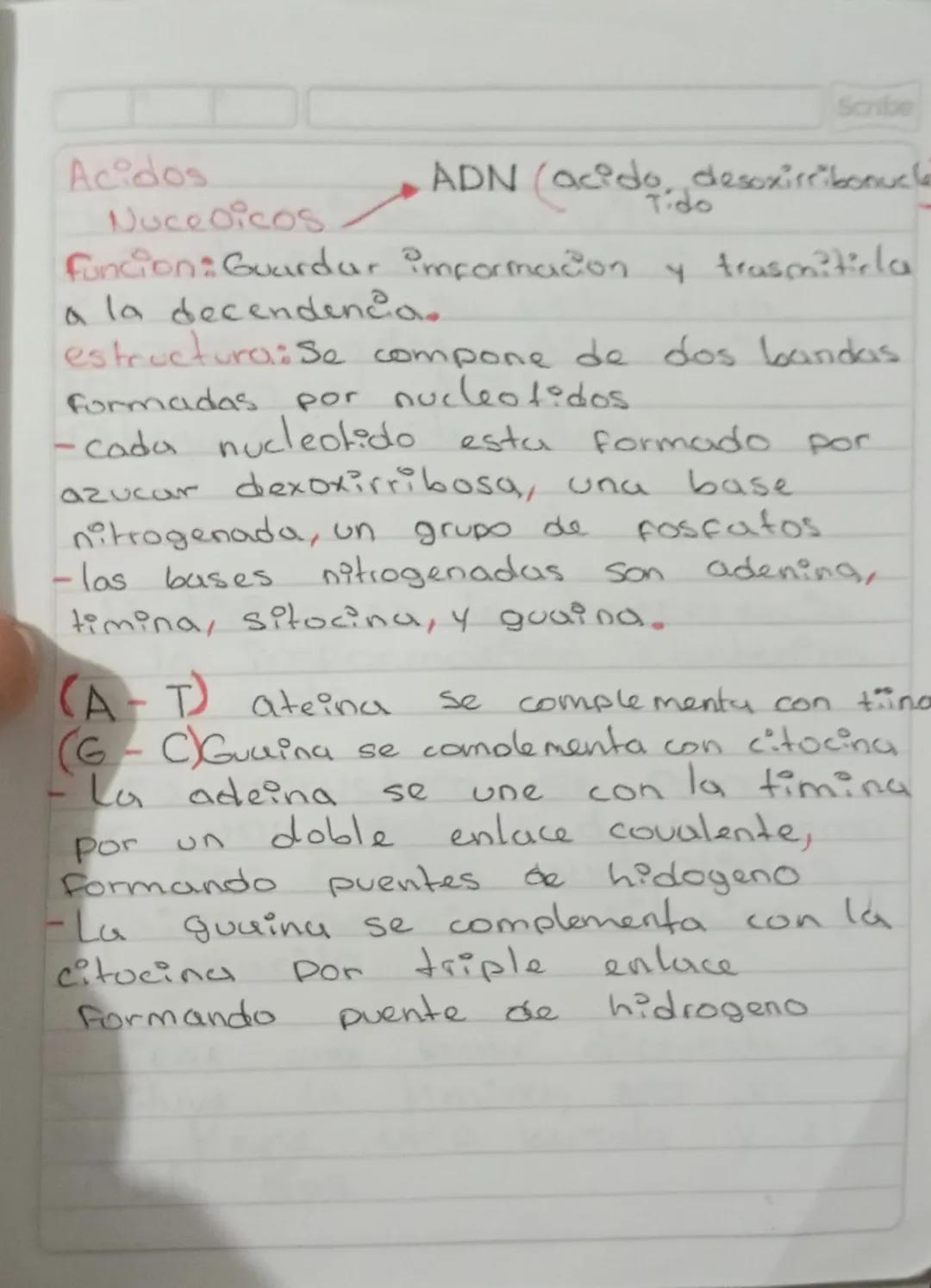 Scribe
Acidos
Nuceoicos
ADN (acido.desoxirribonucle
Tido
Funcion: Guardar @mformacion y trasmiticla
a la decendencia..
estructura:se compone
