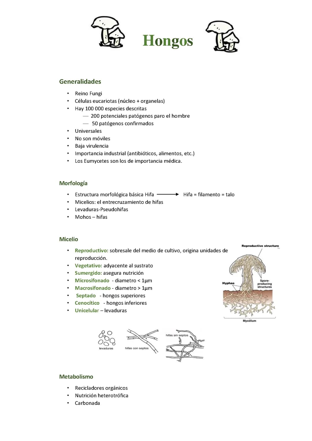HONGOS 