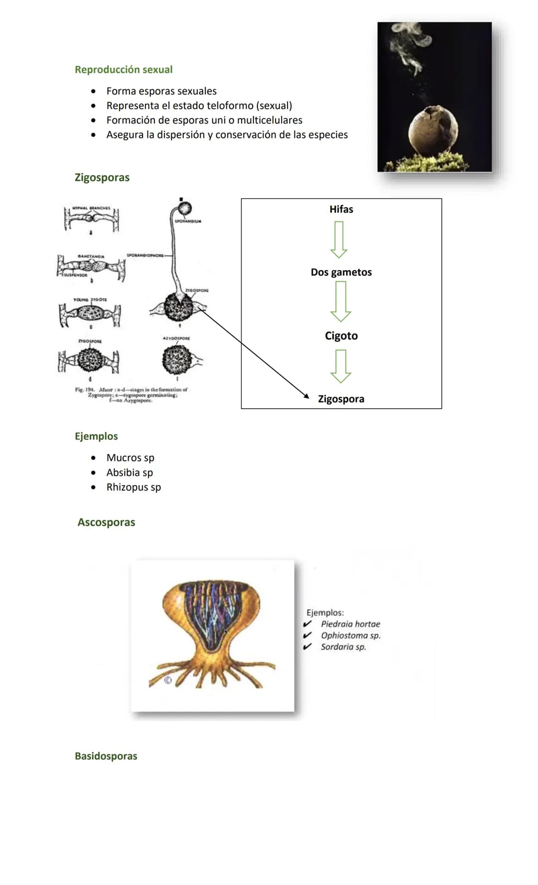 Hongos
Generalidades
•
•
•
•
Reino Fungi
Células eucariotas (núcleo + organelas)
Hay 100 000 especies descritas
200 potenciales patógenos pa