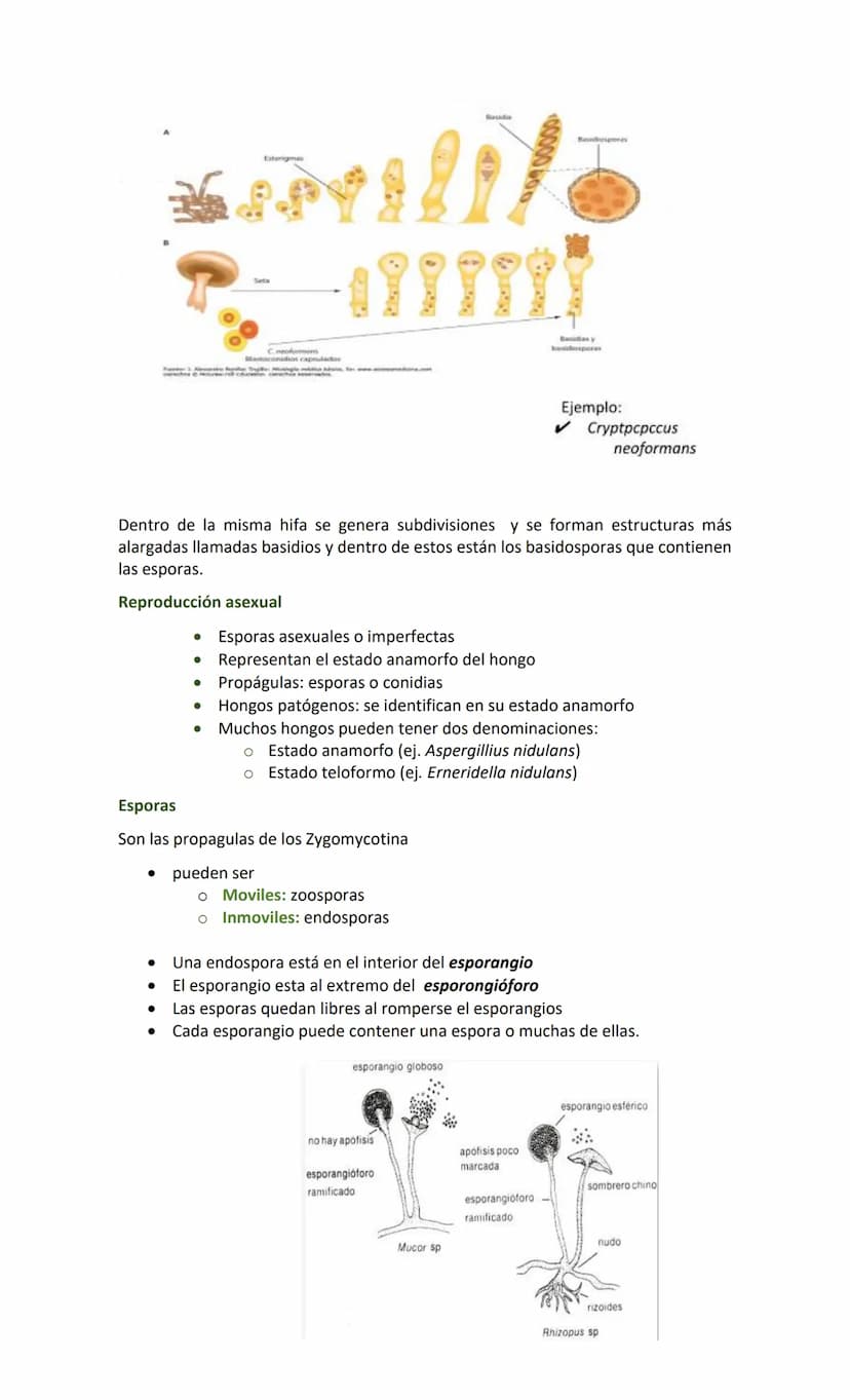 Hongos
Generalidades
•
•
•
•
Reino Fungi
Células eucariotas (núcleo + organelas)
Hay 100 000 especies descritas
200 potenciales patógenos pa