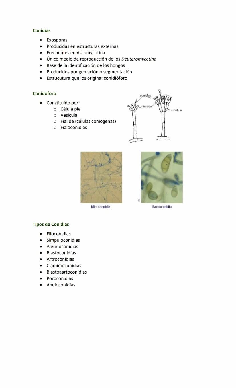 Hongos
Generalidades
•
•
•
•
Reino Fungi
Células eucariotas (núcleo + organelas)
Hay 100 000 especies descritas
200 potenciales patógenos pa