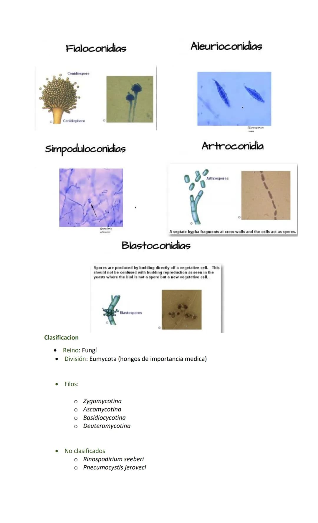 Hongos
Generalidades
•
•
•
•
Reino Fungi
Células eucariotas (núcleo + organelas)
Hay 100 000 especies descritas
200 potenciales patógenos pa