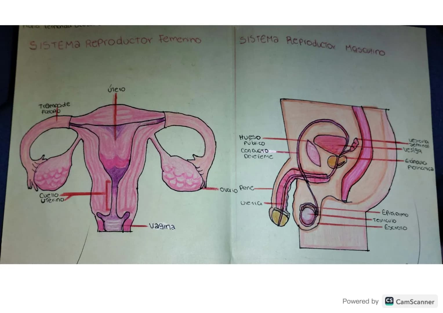 TILEG Fernanda S
SISTEMA Reproductor Femenino
Trampade
Falopo
Útero
Cuello.
UTerino
vagina
SISTEMA Reproductor Masculino
vesicula
Seminal
Hu