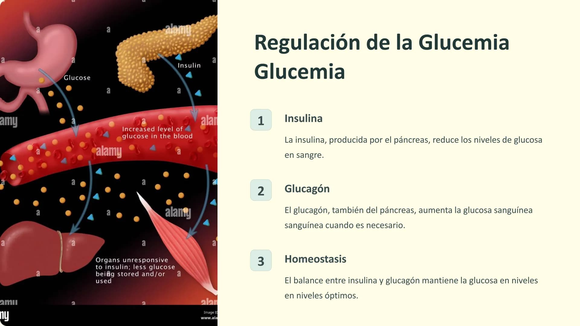 Homeostasis:
Regulación de la Salud
La homeostasis es el proceso mediante el cual el cuerpo
mantiene un equilibrio interno óptimo para su
fu