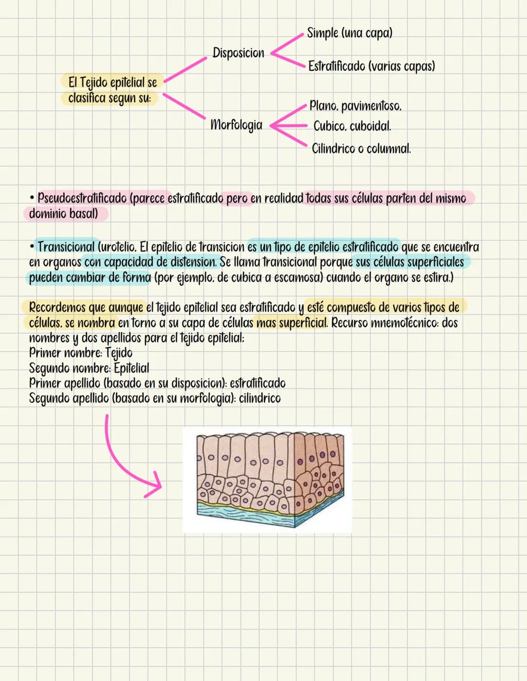 Tejido epitelial
Cumulo de células que recubren una estructura. CLAVE: toda estructura tubular esta revestida de
este. Provienen principalme