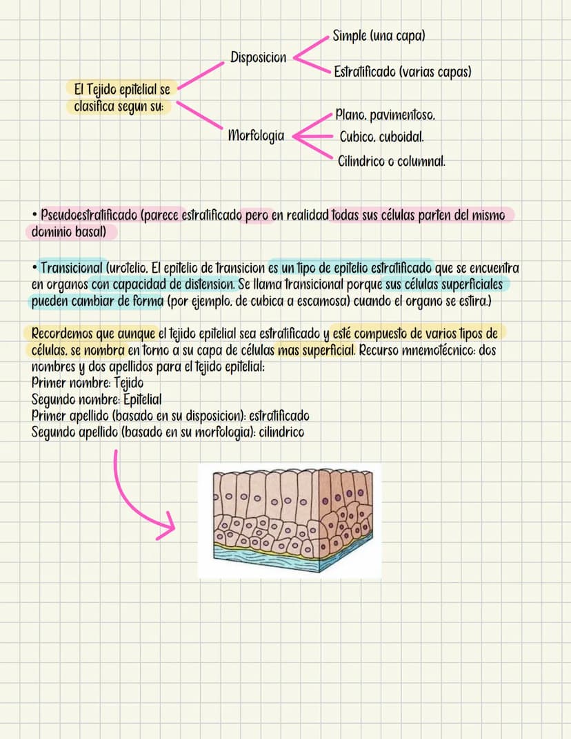 Tejido epitelial
Cumulo de células que recubren una estructura. CLAVE: toda estructura tubular esta revestida de
este. Provienen principalme