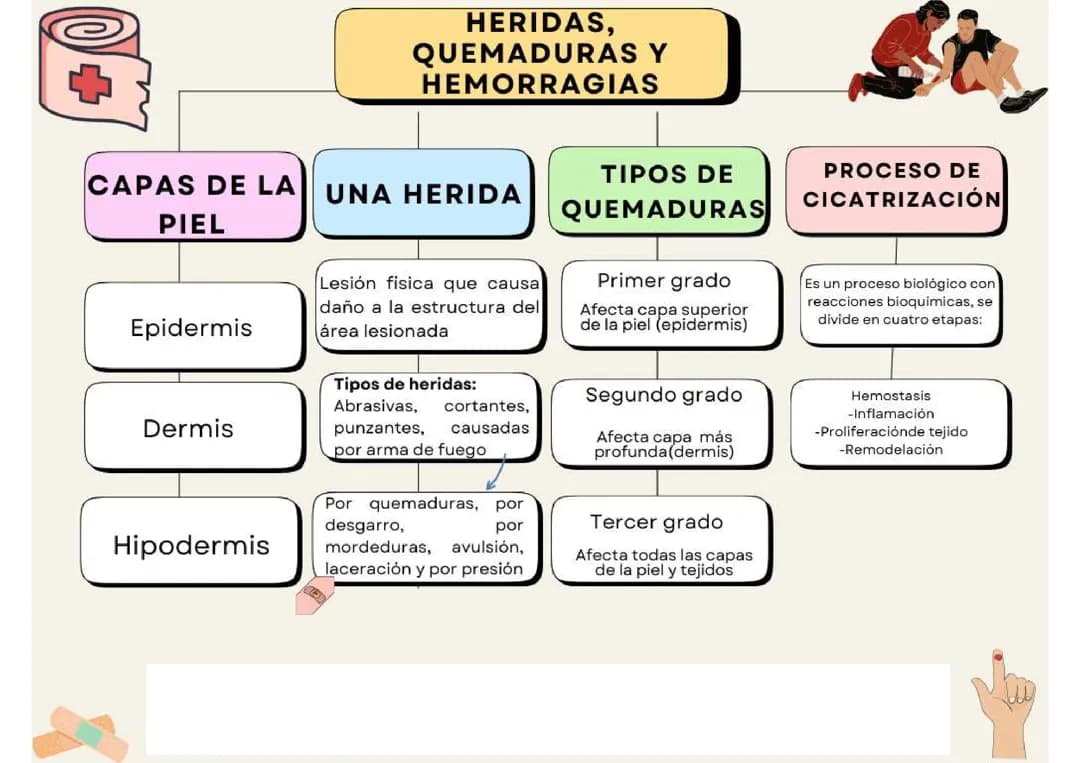 Heridas, quemaduras y hemorragias