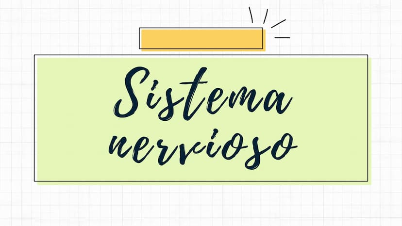 Sistema
nervioso Sistema nervioso-
El sistema nervioso es el sistema que dirige,
supervisa y controla todas las funciones y
actividades del 