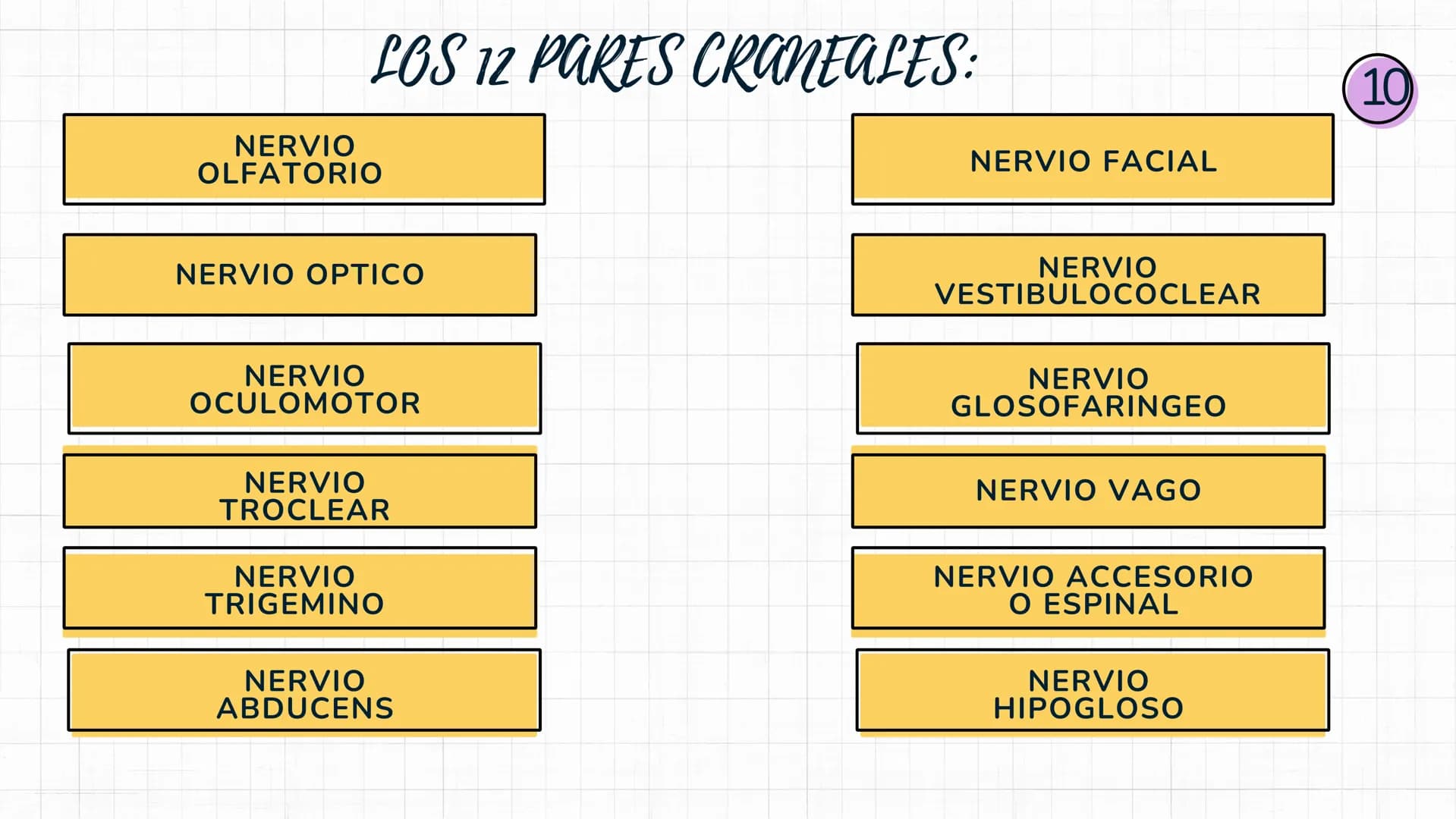 Sistema
nervioso Sistema nervioso-
El sistema nervioso es el sistema que dirige,
supervisa y controla todas las funciones y
actividades del 